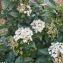 Viburnum Image 2