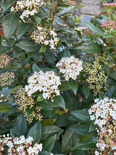 Viburnum