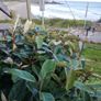Elaeagnus Hedging Image 7