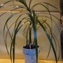 Dracaena Image 3