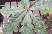 Native Irish oak trees