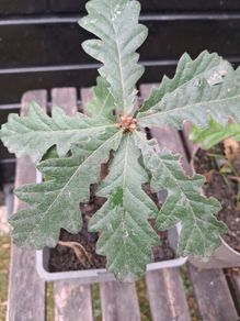 Native Irish oak trees