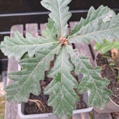 Native Irish oak trees