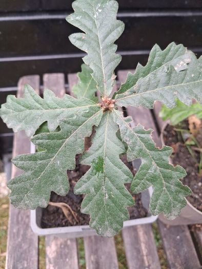 Native Irish oak trees