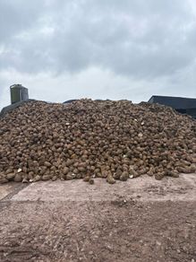 Fodder beet