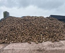 Fodder beet