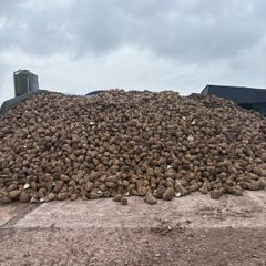Fodder beet