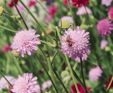 Job lot Cottage garden perennial flowers