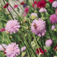 Job lot Cottage garden perennial flowers