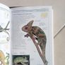 Reptiles & Amphibians REDUCED Image 3