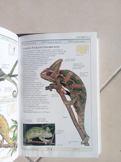 Reptiles & Amphibians REDUCED