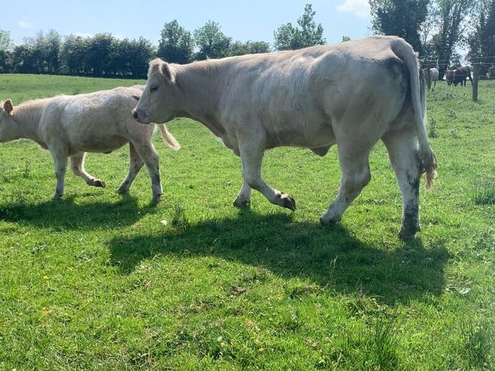 Purebred registered charlaois cow and calf