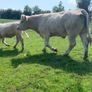 Purebred registered charlaois cow and calf Image 4