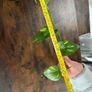 Golden pathos house plant Image 7