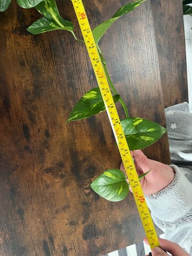 Golden pathos house plant