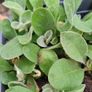 Garden Plants - mixed Image 8