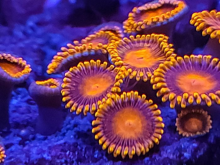 Orange oxide zoa