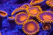 Orange oxide zoa