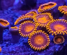 Orange oxide zoa
