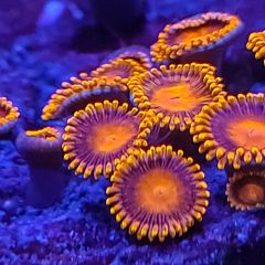Orange oxide zoa
