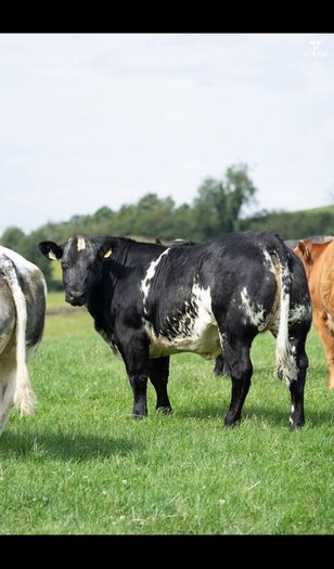 Show cattle - In Calf and Maiden Heifer sale
