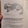 Land Mammals In Ireland. Issued By Forest And Wildlife Service. Leesonane Dublin. Booklet.1986. Image 10