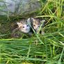 kittens Image 4