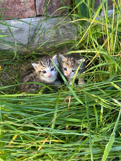 kittens