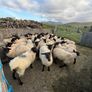Suffolk X Mule EWE Lambs Image 3