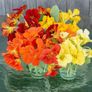 (N) Nasturtium Whirleybird Mix Seeds 2g (413300) Image 2