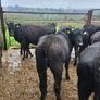 6 Aberdeen Angus heifers Image 10
