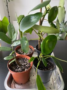 plants