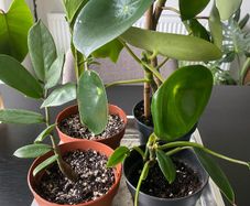 plants