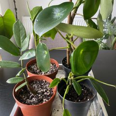 plants