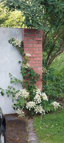 Climbing Hydrangea