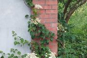 Climbing Hydrangea
