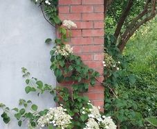 Climbing Hydrangea