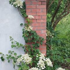 Climbing Hydrangea