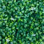 50X50 cm plastic plants Image 2