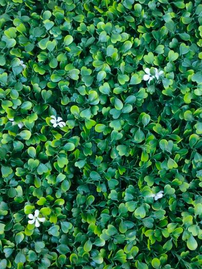 50X50 cm plastic plants