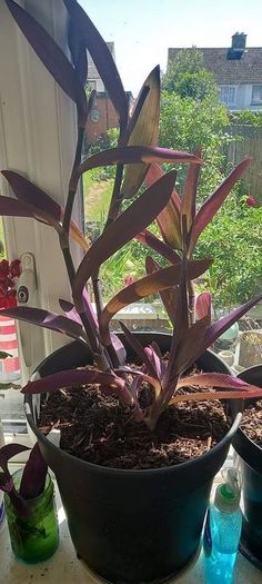 Large Purple Heart Plant