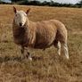 North Country Cheviot Rams Image 6