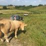 Breeding heifers Image 3