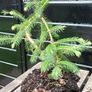 Bonsai spruce trees Image 3