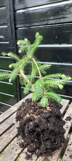 Bonsai spruce trees