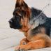 shepherd