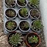 Aloe aristata Image 2