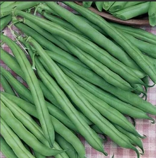 French Bean Seeds