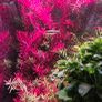 plants Image 5
