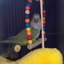 Pet adoption Image 5